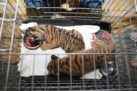Hà Tĩnh: Phát hiện vụ vận chuyển 2 con hổ con quý hiếm