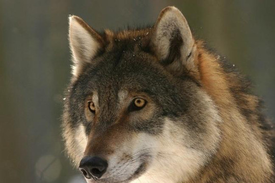 Nhiều loài chó sói sẵn sàng được thuần hóa