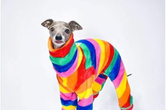 Chú chó 9 tuổi nổi tiếng nhờ những bộ cánh thời trang ‘chất lừ’ được thiết kế riêng