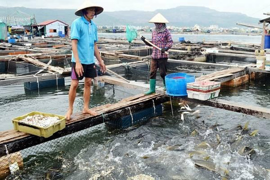 Thủy sản Việt trong EVFTA, CPTPP: Cơ hội bứt phá nếu qua được cửa tiêu chuẩn