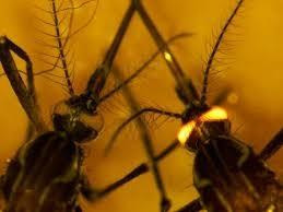 Lai tạo được loài muỗi có khả năng chống nhiễm vi rút sốt xuất huyết
