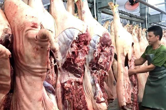 Nhiều đại gia chăn nuôi "phá rào" chạy theo giá thịt heo