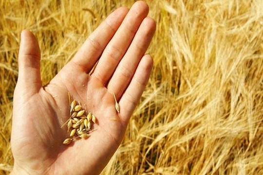 Cấm nhập lúa mì lẫn hạt cỏ: Cục ban hành sai thẩm quyền