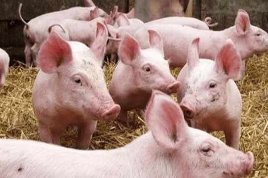 Giá thịt lợn hơi lại tăng vọt sau chỉ đạo giảm xuống 70.000 đồng/kg