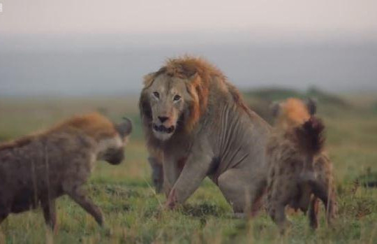 Trận kịch chiến giữa sư tử và 20 con linh cẩu