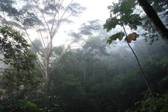 Cây cối ở Amazon tham gia vào việc tạo ra mưa