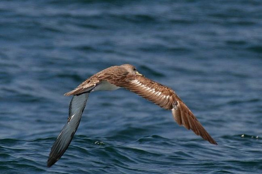Khứu giác giúp chim định hướng khi bay trên biển