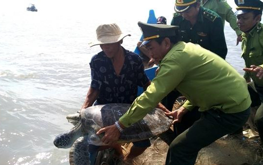 Cà Mau: Cá thể rùa biển 'khủng' được thả về biển