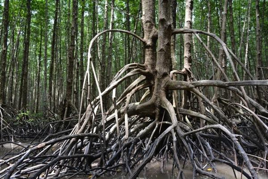 Cà Mau: Xác minh vụ cán bộ giữ rừng dung túng cho người lạ chặt hạ cây rừng