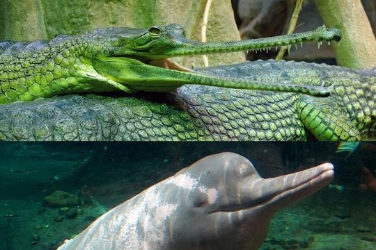 Điểm giống nhau khó tin giữa cá voi và cá sấu