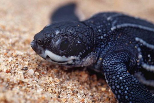 Rùa biển con quý hiếm xuất hiện do con người không đến bãi biển trong dịch COVID-19