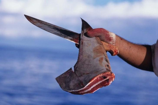 Vi cá mập: Sau thứ ‘đặc sản’ là sự tàn ác của con người