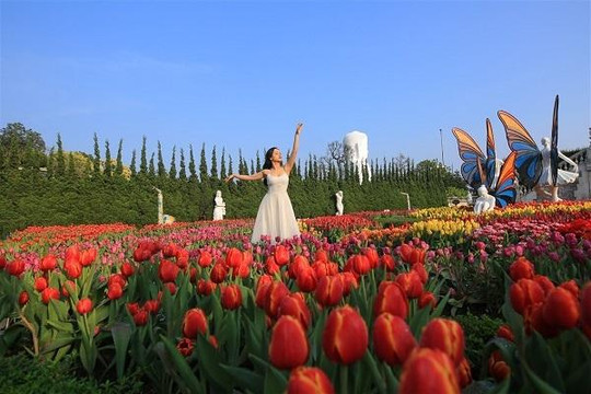 Xứ sở hoa tulip ngay tại Việt Nam, 'giấc mơ có thật'