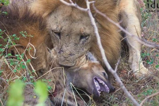 Hai sư tử đực hợp sức đào hang, giết chết linh cẩu rồi ăn thịt