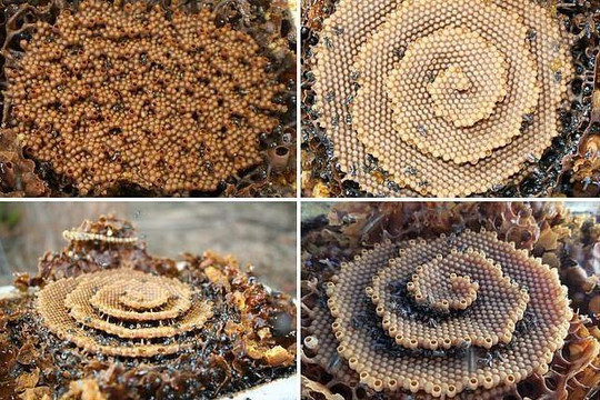 Những chiếc tổ đẹp đến kinh ngạc của loài ong Tetragonula