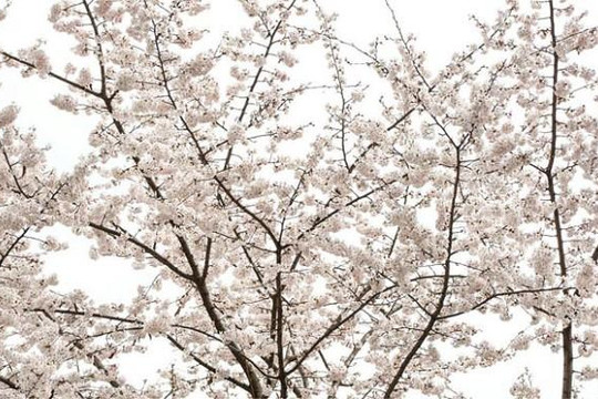 Nhật Bản: Biến đổi khí hậu khiến mùa hoa anh đào tới sớm hơn