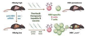 Đức chuẩn bị thử nghiệm lâm sàng vắc xin TherVacB ngừa viêm gan B