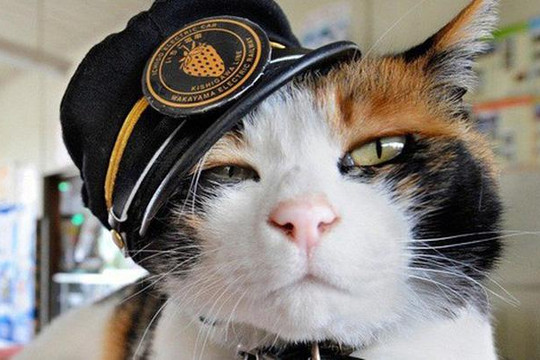 Tama: Từ con mèo hoang đến 'trưởng ga tàu', biểu tượng văn hóa tự hào của Nhật Bản