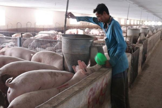 Việt Nam nhập khẩu đàn lợn giống đầu tiên của Thái Lan