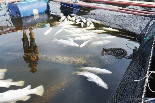 Gần 100 tấn cá chết ở Hà Tĩnh là do độ mặn giảm đột ngột