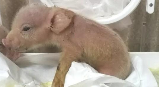 Trung Quốc tạo chimera lợn lai khỉ