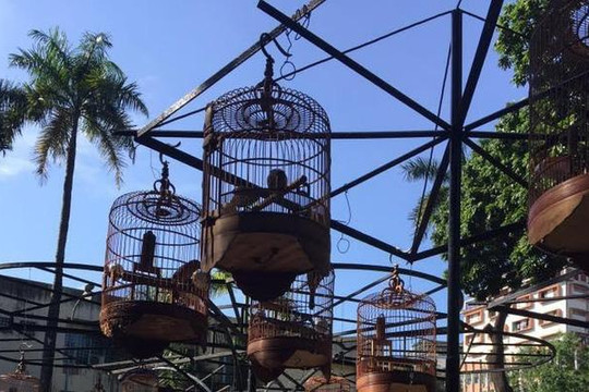 Quán cà phê chim độc đáo ở Sài Gòn trong mắt du khách Úc