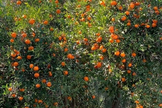 Khu vườn cây trái trĩu quả của cặp đôi Phương Thảo – Ngọc Lễ ở Mỹ