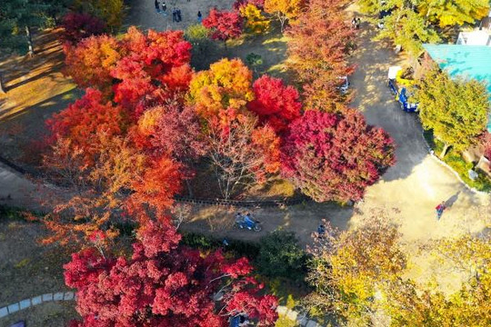 Mùa thu Hàn Quốc đẹp nhất là khoảng thời gian nào?