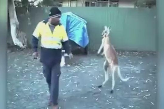 Clip kangaroo 'khiêu khích' người đàn ông đánh nhau