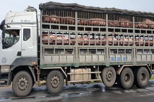 Chặn găm hàng thịt lợn để tăng giá, buôn bán trái phép qua biên giới