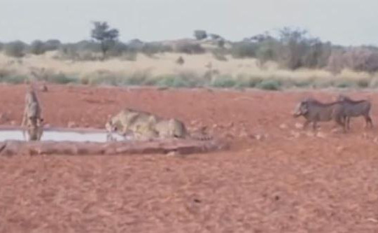 Bị lợn rừng tấn công khi uống nước, 3 con báo đốm bỏ chạy trối chết