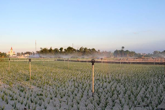 Đất nông nghiệp đảo Lý Sơn bị 'thổi' giá, chính quyền lo lắng