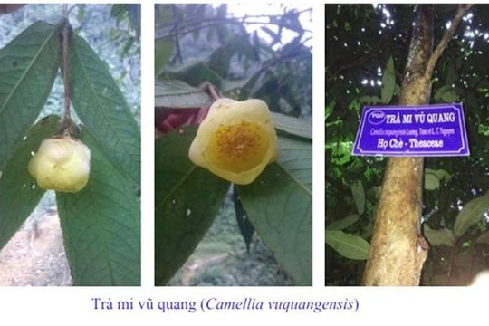 Phát hiện 2 loài trà mi hoa vàng cho khoa học tại Vườn QG Vũ Quang