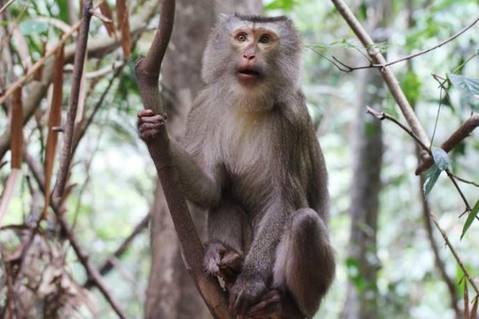 Xây dựng phương án bảo tồn 8 loài linh trưởng tại Vườn quốc gia Vũ Quang