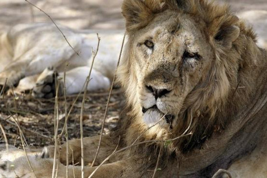 Sư tử châu Á sắp tuyệt chủng vì đại dịch từ chó hoang