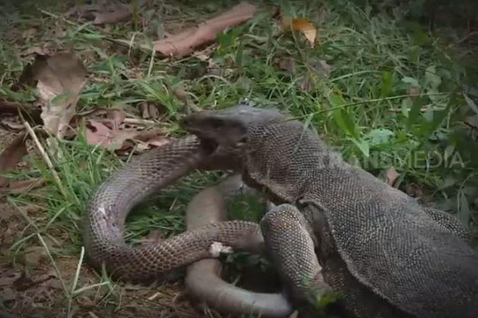 Đụng độ kỳ đà 'khủng', rắn hổ mang bị đối thủ quật choáng váng