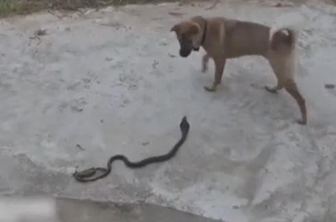 Rắn hổ mang chúa bị chó tấn công trong khi cua kẹp đuôi