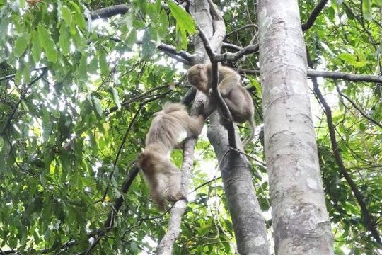 Thả 12 cá thể khỉ vào Vườn quốc gia Vũ Quang