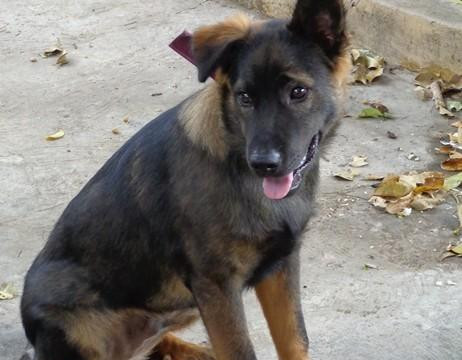Tiền Giang: Làng xóm xôn xao vì hai phụ nữ giành quyền nuôi… con chó