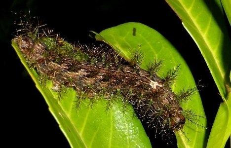 Nọc độc của sâu bướm sát thủ đáng sợ nhưng đáng nghiên cứu