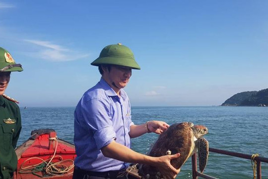 Hà Tĩnh: Thả một con rùa quý hiếm về biển