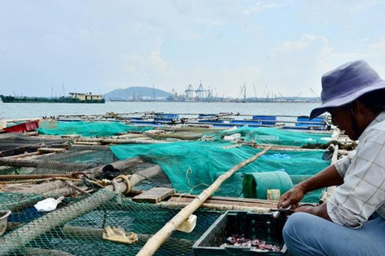 Cá nuôi lồng bè chết hàng loạt ở vịnh Dung Quất