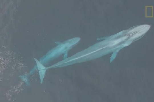 Kỳ diệu khoảnh khắc cá voi xanh cho con bú