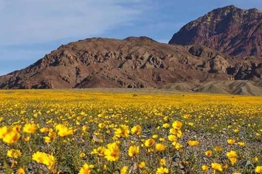 Thung lũng Chết, nóng, khô nhất hành tinh, cứ 10 năm hoa mọc thành rừng
