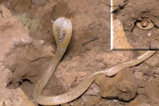 Clip 44 con rắn hổ mang ẩn nấp dưới nền nhà 8 ngày: Sơ cứu đúng cách khi bị rắn cắn