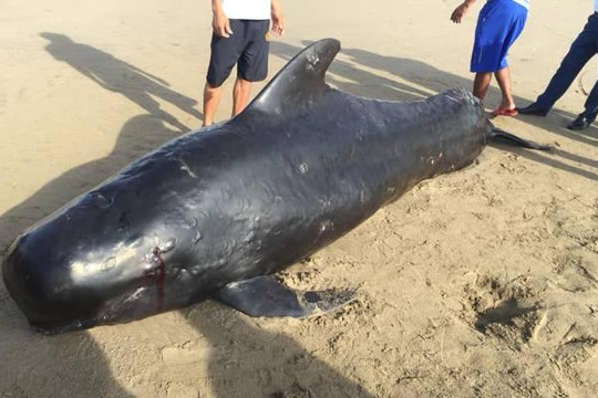 Xác cá voi nặng 1 tấn dạt vào bờ biển Hà Tĩnh