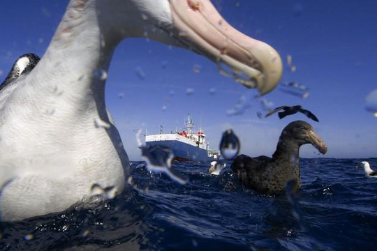 Pháp dùng hải âu chống đánh bắt hải sản bất hợp pháp