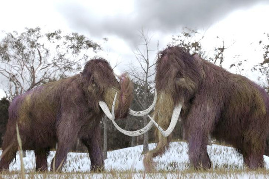 Giao phối cận huyết khiến quần thể voi ma mút trên đảo Wrangel tuyệt chủng