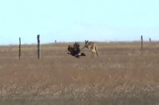 Liều lĩnh tấn công kangaroo, đại bàng bị đối thủ đánh tơi tả