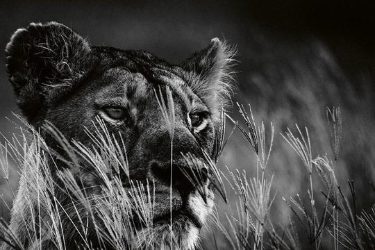 Bộ ảnh đen trắng hiếm có về loài sư tử châu Phi của nhiếp ảnh gia Pháp